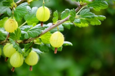 Ribes Uva-crispa Hinnonmäki jaune
